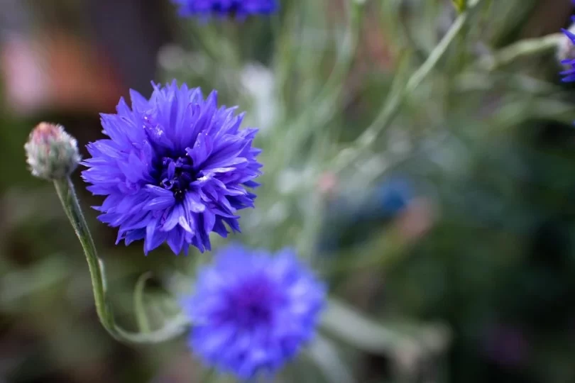 수레국화 키우기