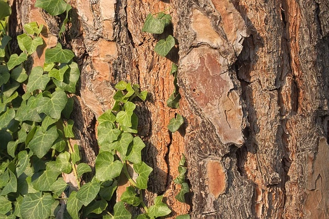 피크노제놀 효능, 피크노제놀 부작용