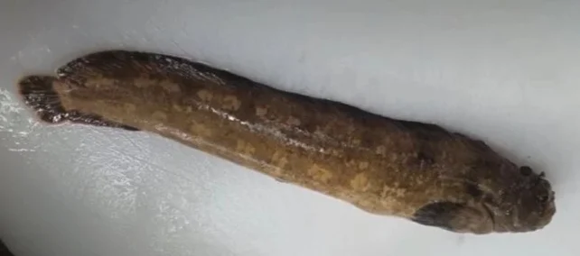 전복치, 어떤 물고기인지 궁금하셨죠? 전복치 가격과 시세, 제철까지 한 번에 정리해드립니다